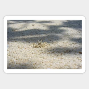 Cute Sand Crab Sticker
